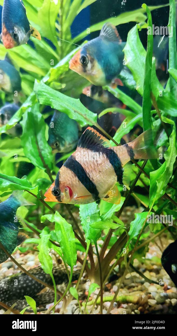 A Sumatran Barbus - Striped fish swims in the aquarium Stock Photo