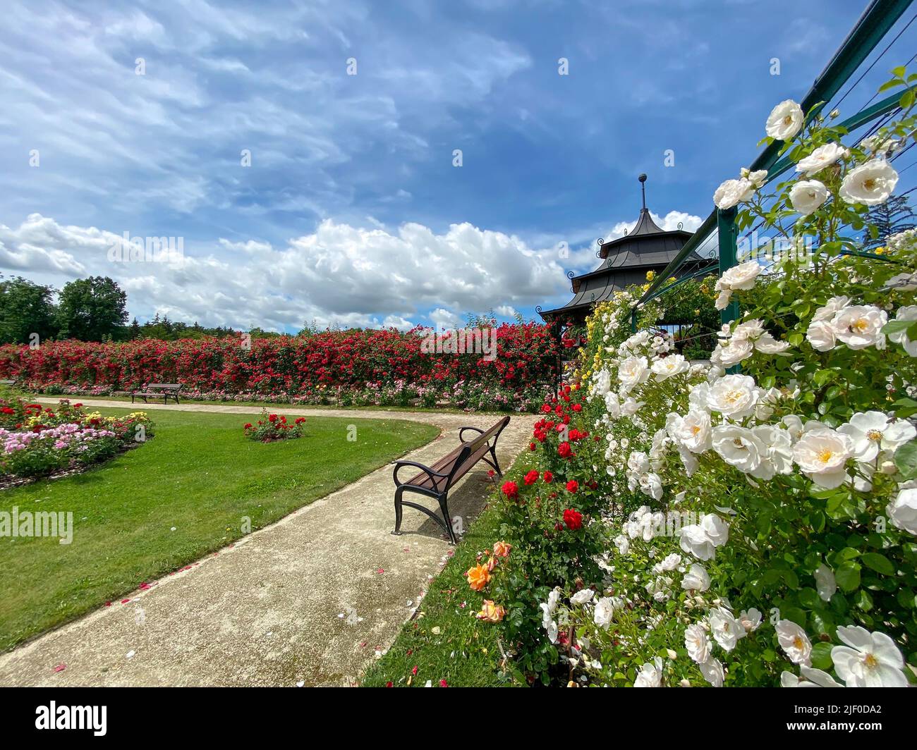 Beautiful Rose Garen in the Esterhazy Castle in Fertod near to Sopron Hungary . Stock Photo