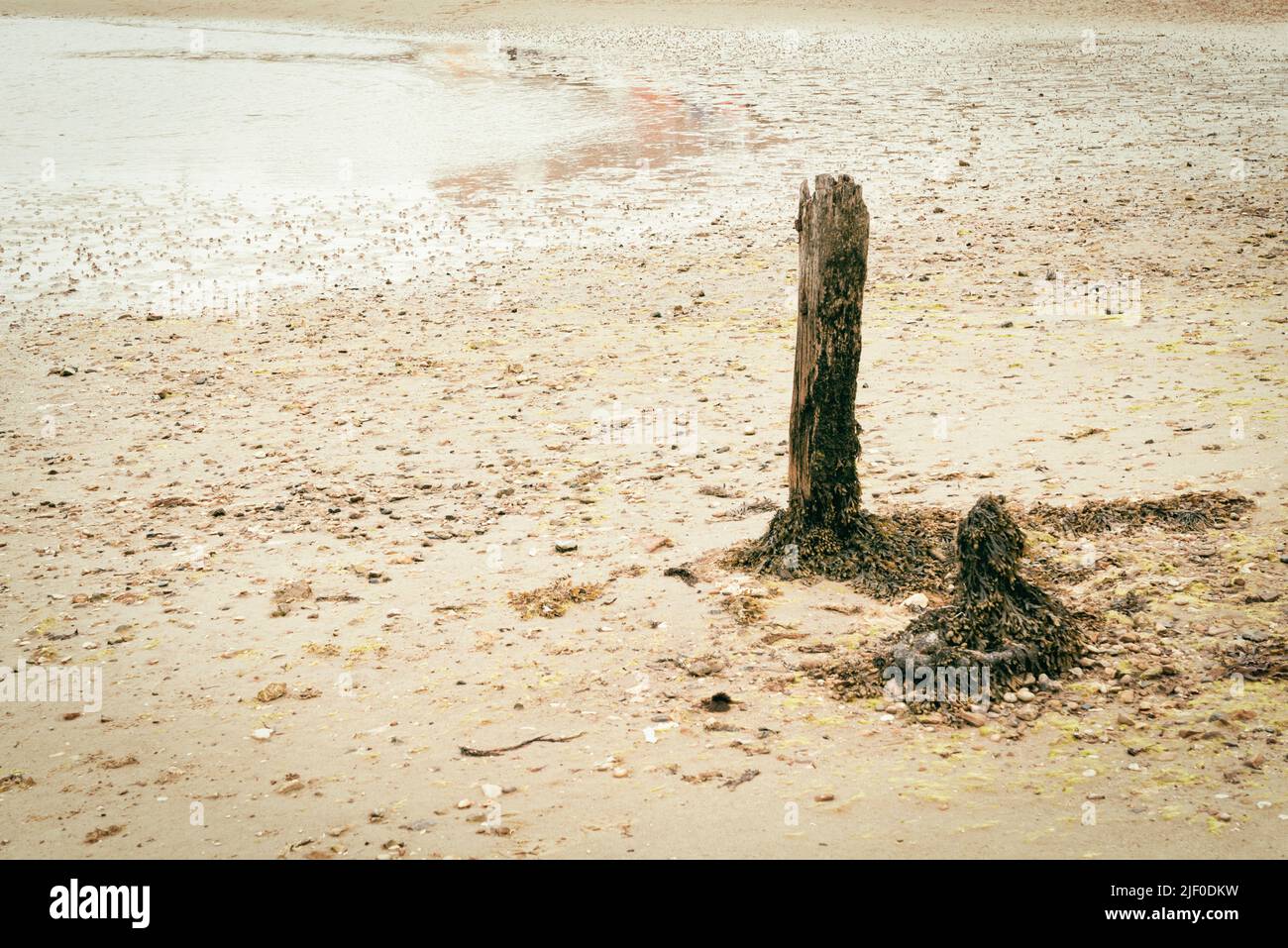 Remains of old pier covered in seaweed Stock Photo