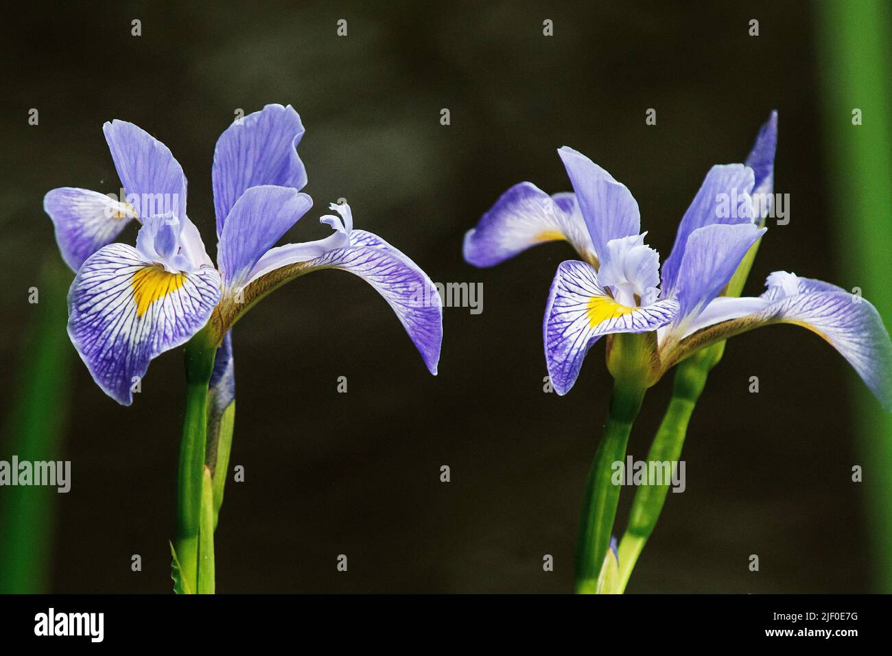 Blueflag iris blooms Stock Photo