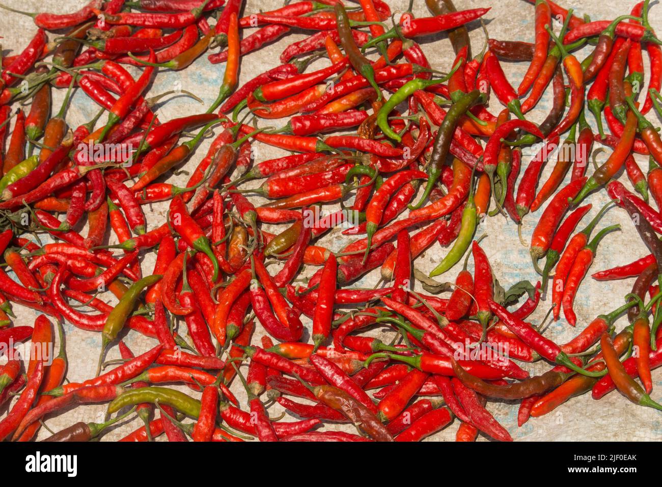 Dried peppers are allowed to dry in the sun. Stock Photo