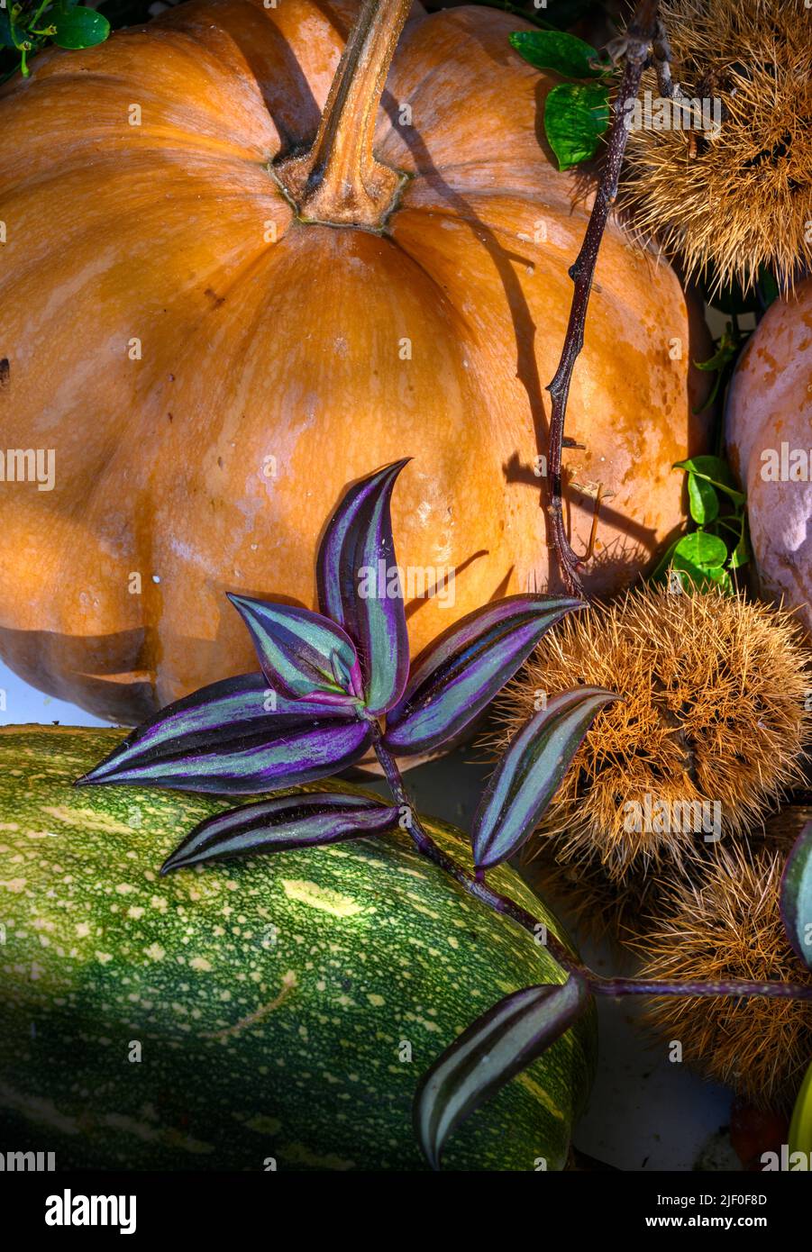 Still life arrangement of a pumpkin, marrow and other squashes with Tradescantia zebrina leaves and chestnuts in their casings. Stock Photo