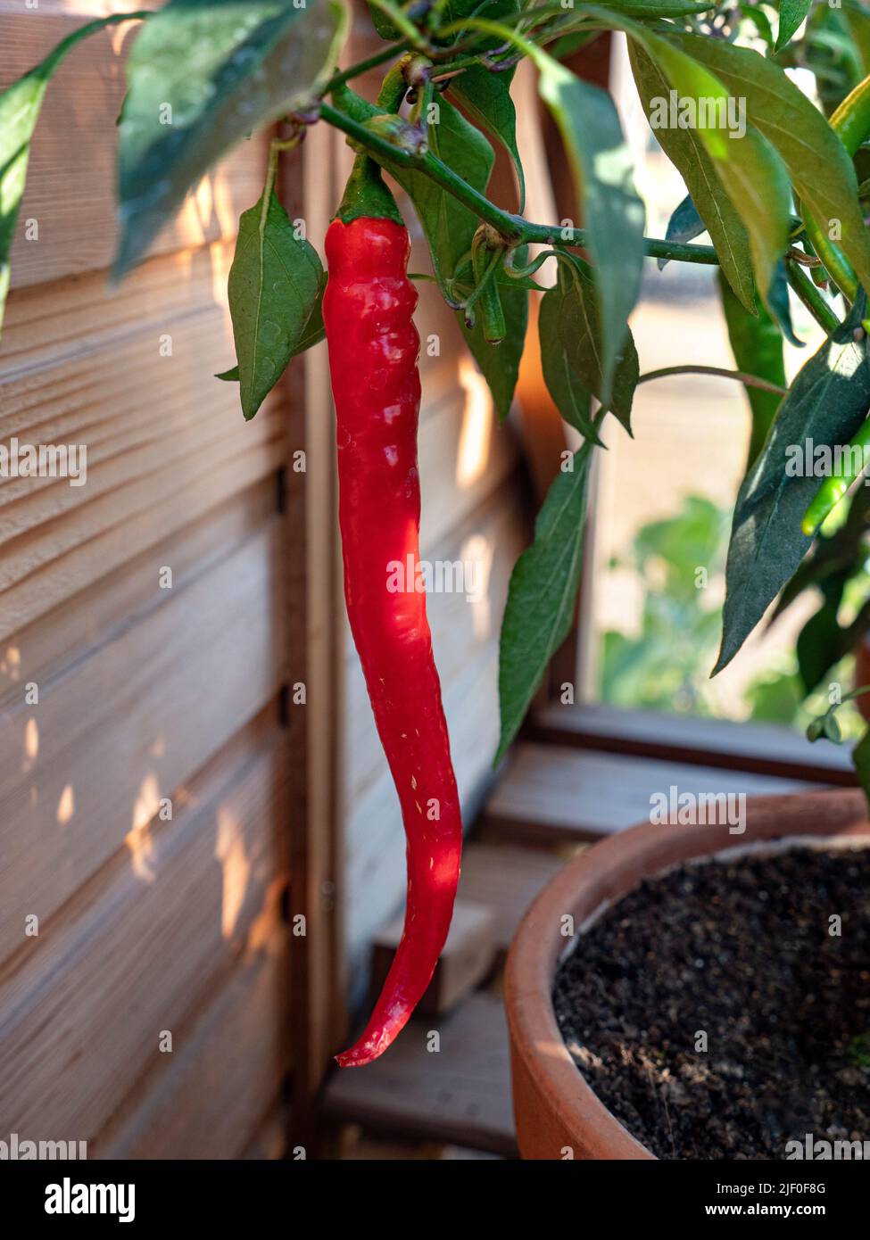 Chilli Aci Kil potted in traditional wooden greenhouse. Turkish cayenne chill that ripens to a red, medium hot chilli that can be dried or used fresh. Stock Photo