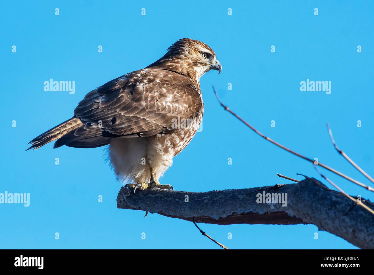 Juvenile red-tailed hawk Stock Photo