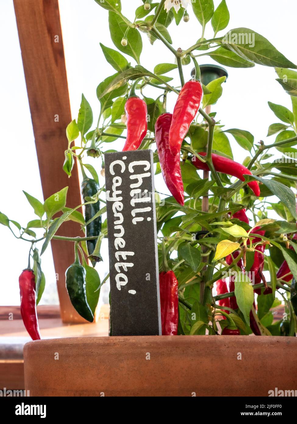 Chilli Cayennetta potted with name label identification in a traditional wooden greenhouse. Hybrid mildly spicy edible chilli with excellent flavour, Stock Photo