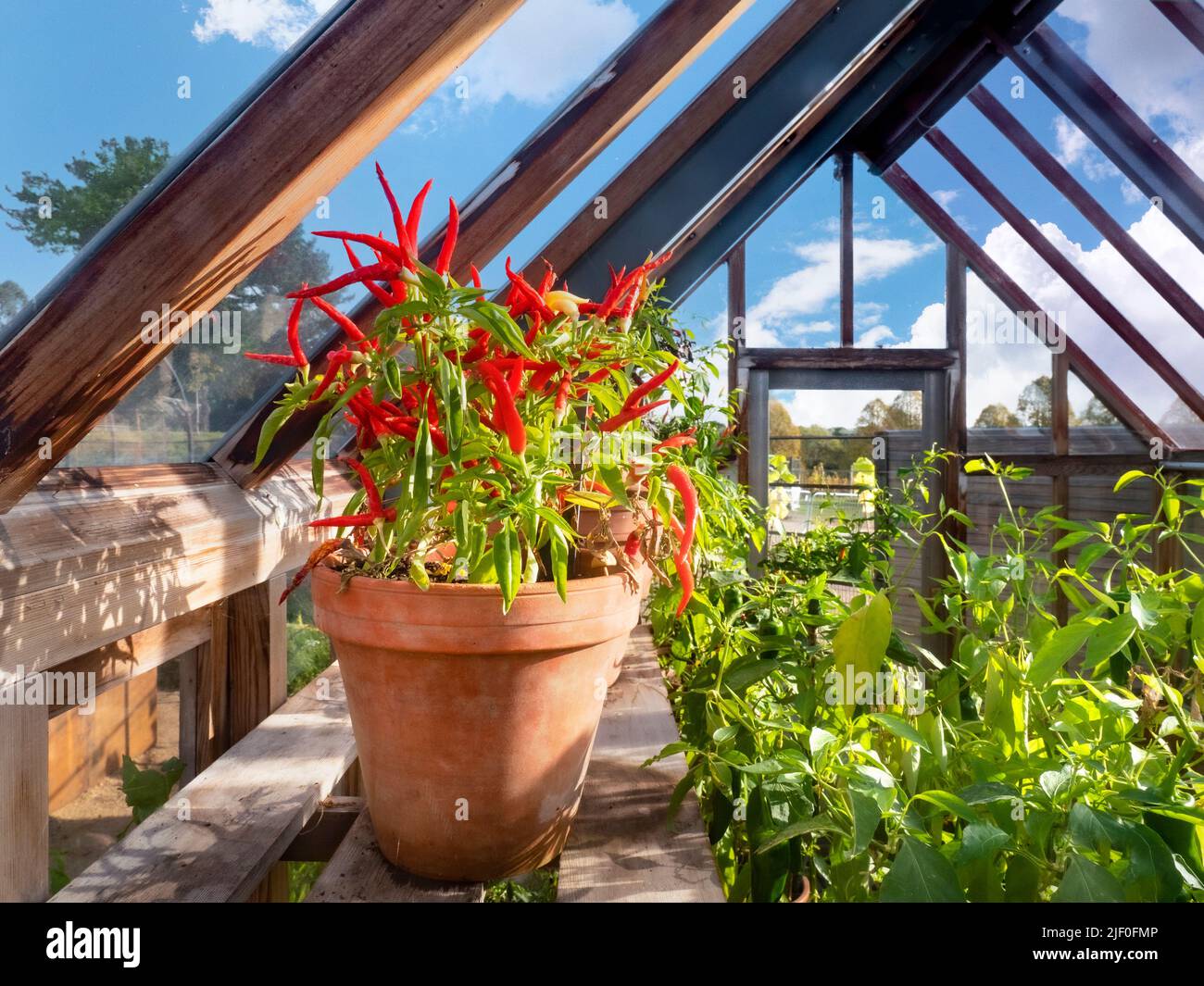 Chilli Dawn terracotta potted pot in a traditional wooden greenhouse, a hot variety of Chillies. Landscape view with sun & blue sky. Kitchen garden UK Stock Photo