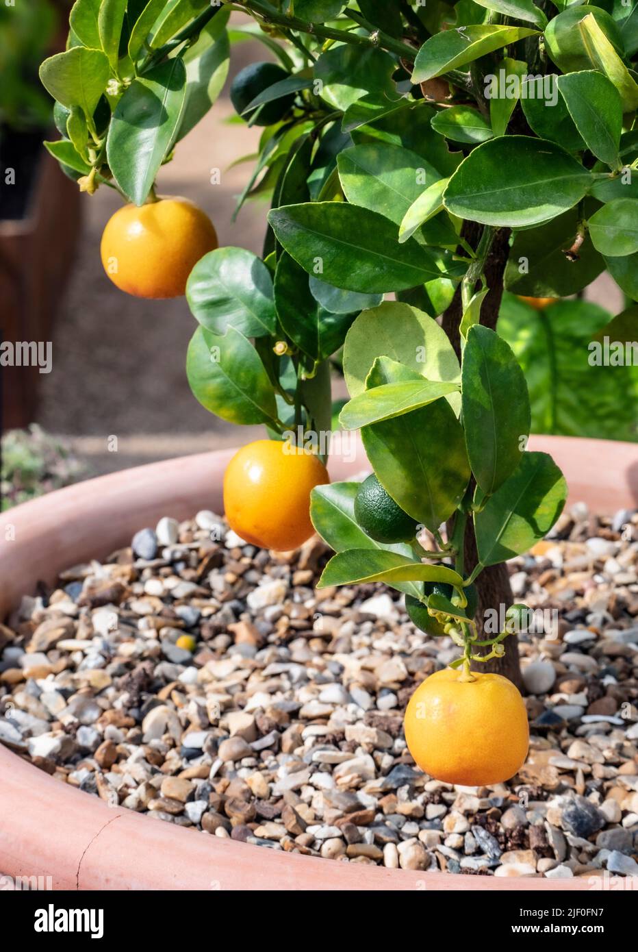 CITRUS X microcarpa 'CALAMONDIN' Stock Photo