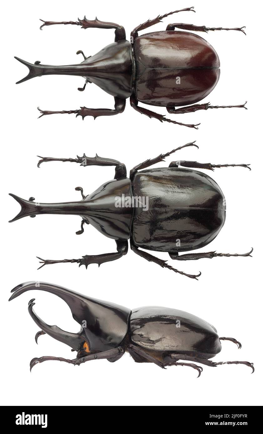 Insect Collection Of Rhinoceros Beetles Specimen Isolated On White Background Photoed By Macro Lens 2jf0g23