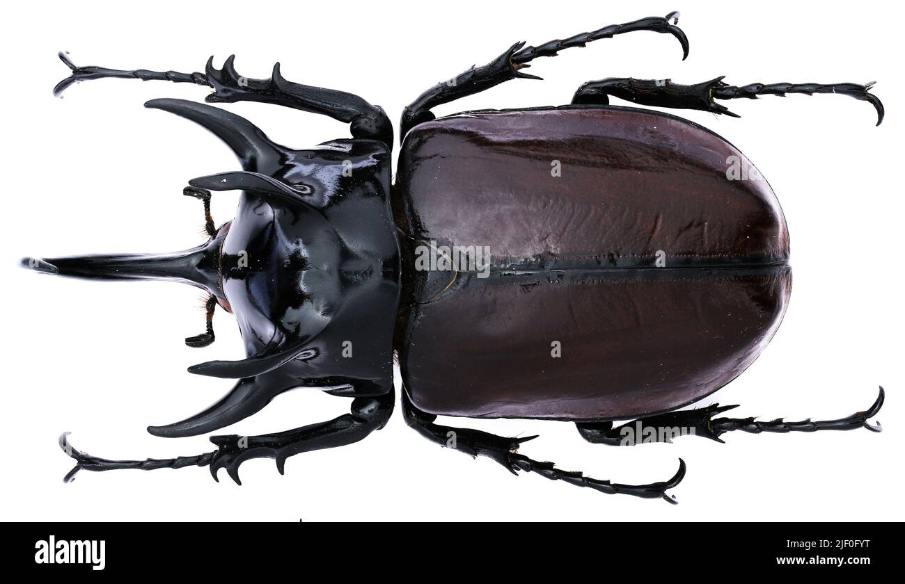 Insect collection of rhinoceros beetles specimen isolated on white ...