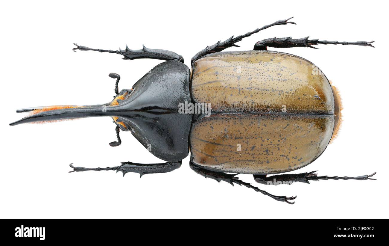 Insect collection of rhinoceros beetles specimen isolated on white ...