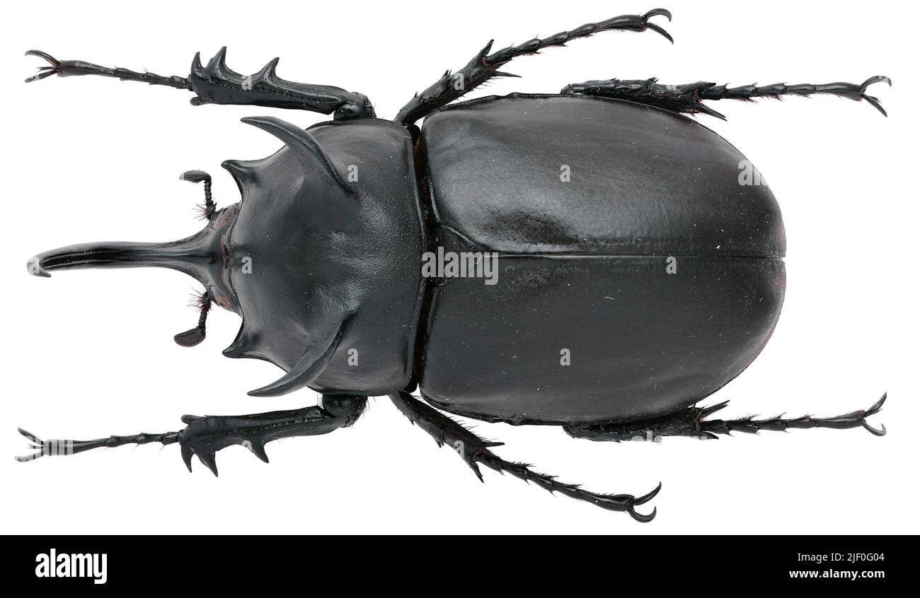 Insect collection of rhinoceros beetles specimen isolated on white ...