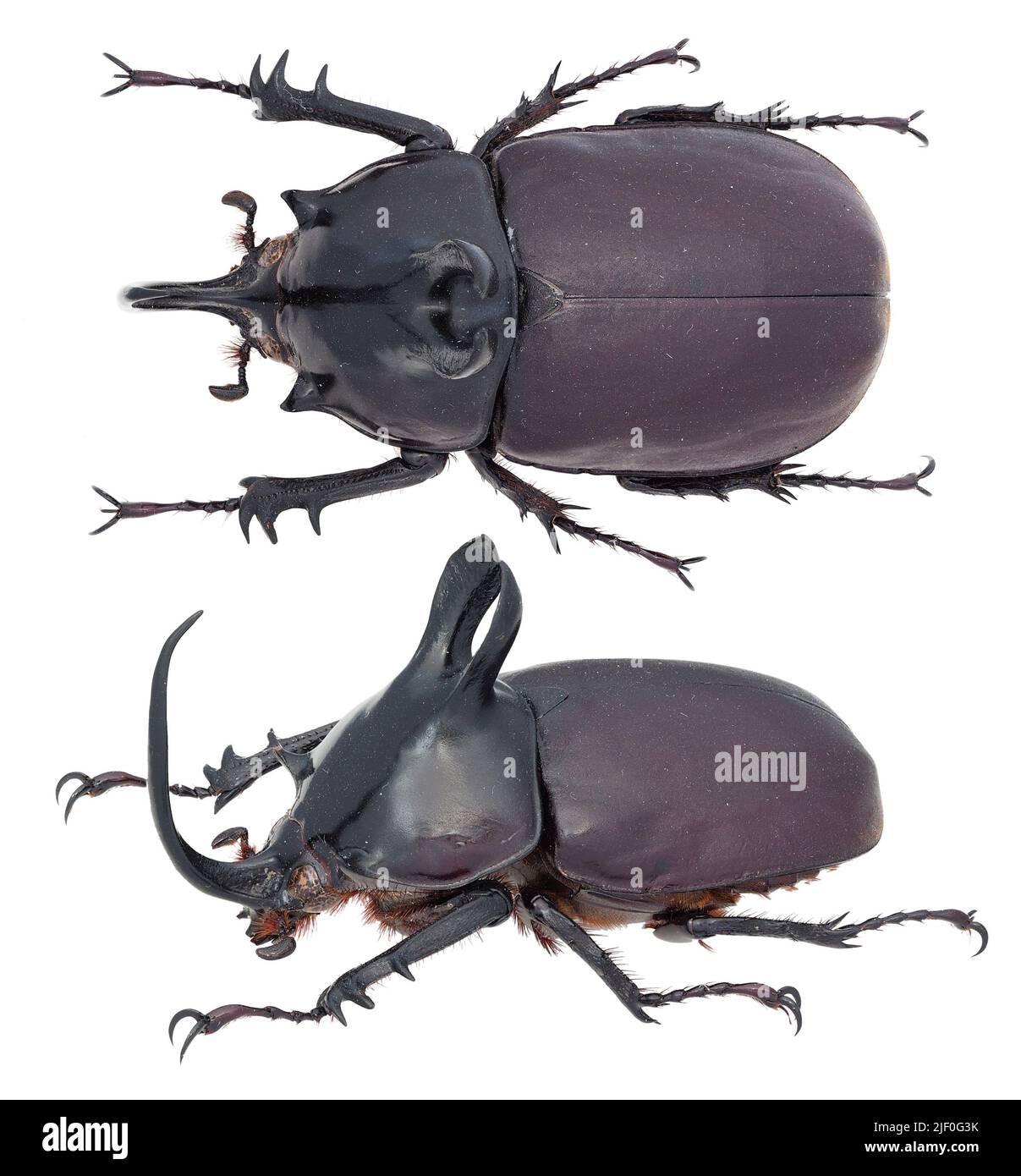 Insect Collection Of Rhinoceros Beetles Specimen Isolated On White Background Photoed By Macro Lens 2jf0g23
