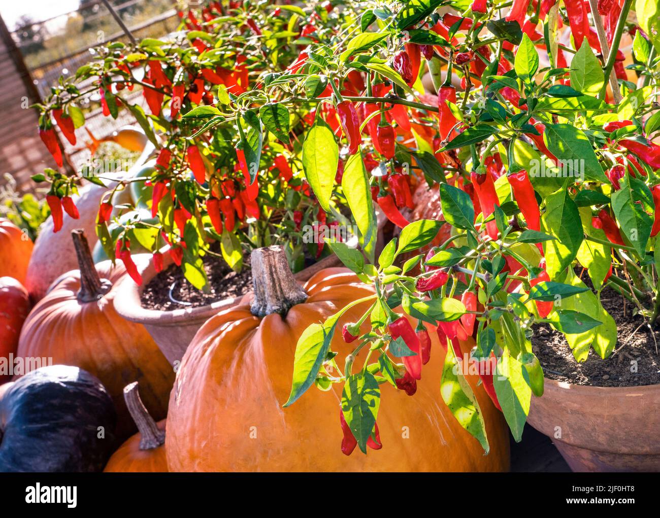 CHILLI Red Apache vegetable chilli peppers (capsicum annum) potted in terracotta pot with harvest collection of squash and pumpkins behind forming attractive produce display outside organic farm shop UK Stock Photo