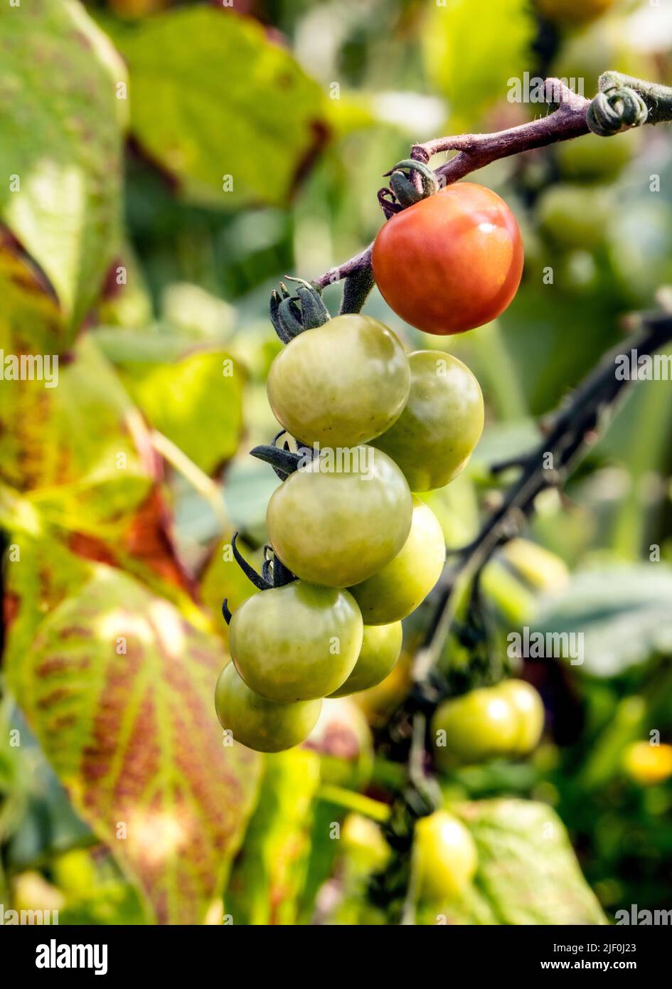 Tomato 'Crimson Cherry F1' blight-resistant cherry tomato ripening on the vine, shows resistance to Fusarium & Verticillium. Perfect variety to be grown outside in the UK Stock Photo