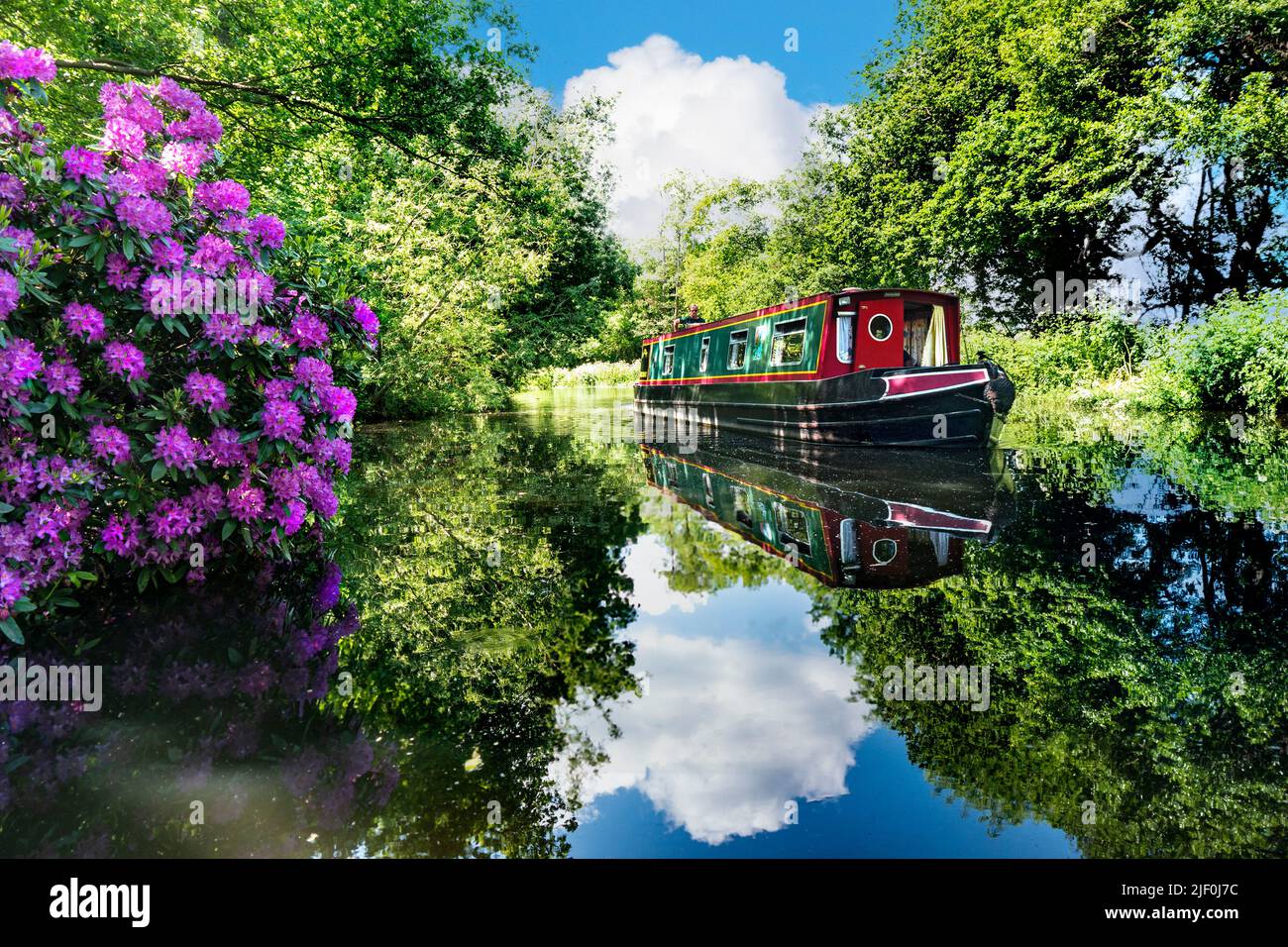 Narrowboat holiday barge cruising downstream on River Wey Surrey UK to Papercourt Lock. Boating holiday staycation vacation on a perfect sunny quiet calm summer day with colourful wild rhododendrons growing on river bank Surrey UK Stock Photo