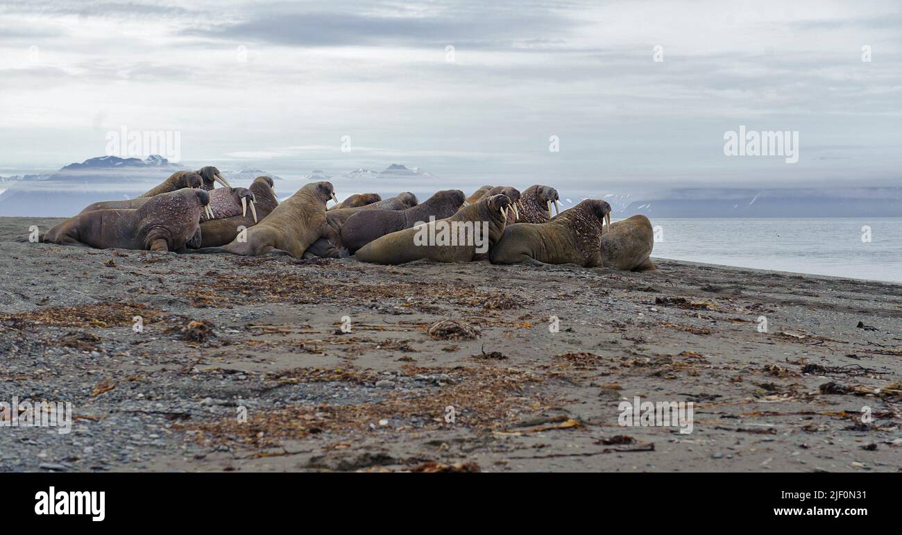 Colony of whaleruses at Poolepynten, Prins Karls Forland, Svalbard. Stock Photo