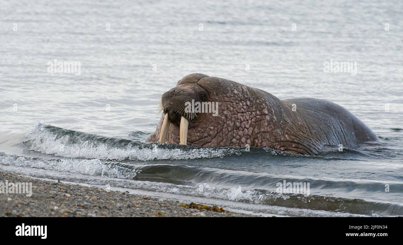 Whalerus (Odobenus rosmarus) at Poolepynten, Prins Karls Forland, Svalbard. Stock Photo