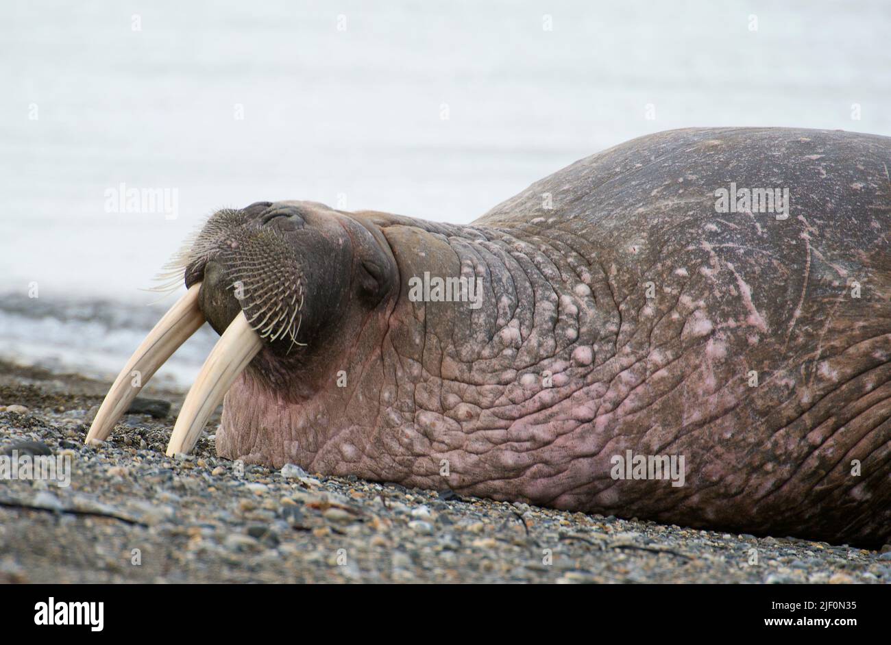 Relaxed Whalerus (Odobenus rosmarus) at Poolepynten, Prins Karls Forland, Svalbard. Stock Photo
