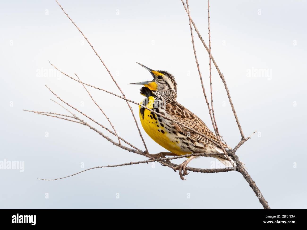 Western Meadowlark, Sturnella neglecta, chirping and singing in dry branches. Stock Photo