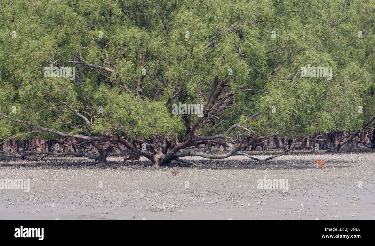 Sundarbans is a mangrove area in the delta formed by the confluence of the Padma, Brahmaputra and Meghna Rivers in the Bay of Bengal. Stock Photo