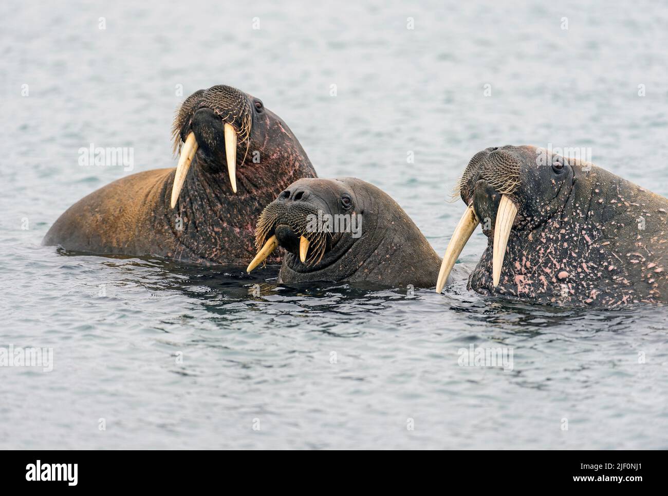 Walrus family at Phippsøya north of Spitsbergen, Norway Stock Photo