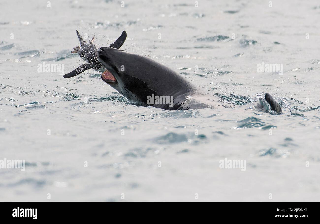 Leopard seal hunting penguin hires stock photography and images Alamy