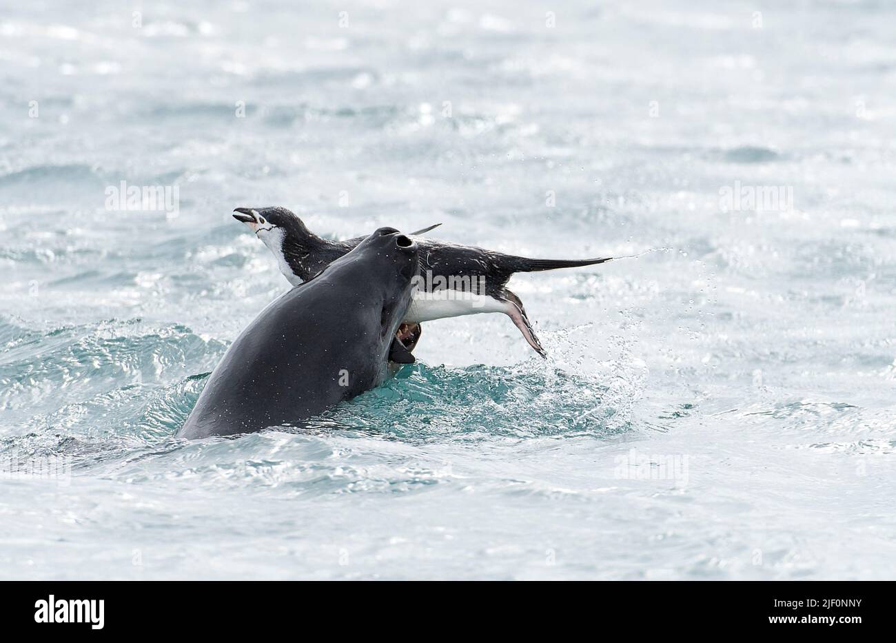 Killing penguin hi-res stock photography and images - Alamy