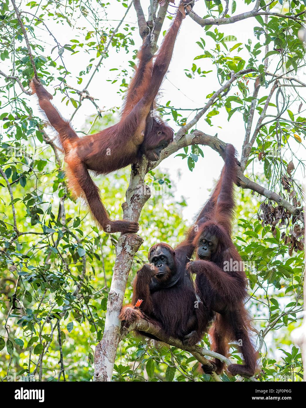 Borneo Orangutans (Pongo pygmaeus wurmbi) from Tanjung Puting National