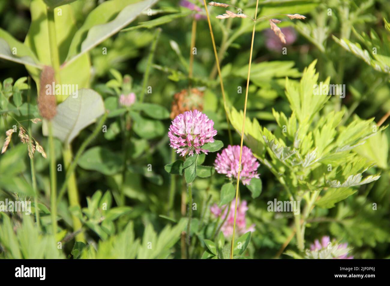 Red clover flower, scientific name Trifolium pratense, wild flowers