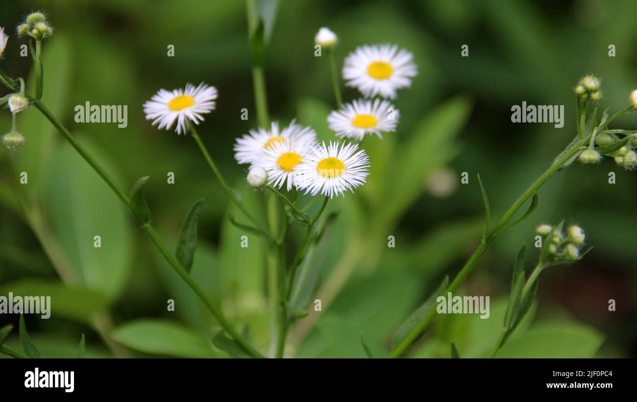 Eastern Daisy Fleabane, aka Annual Fleabane, scientific name Erigeron annuus, wild flowers, close-up, seen in Latourette Park, Staten Island, NY, USA Stock Photo