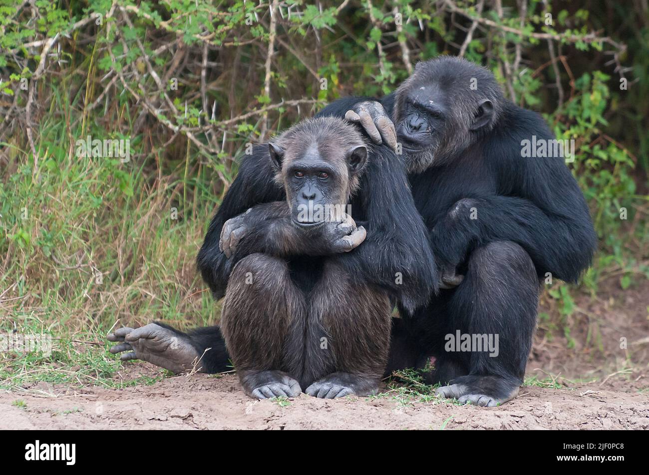 Common Chimpanzees (Pan troglodytes) in Ol Pejeta Conservancy, Kenya. Stock Photo