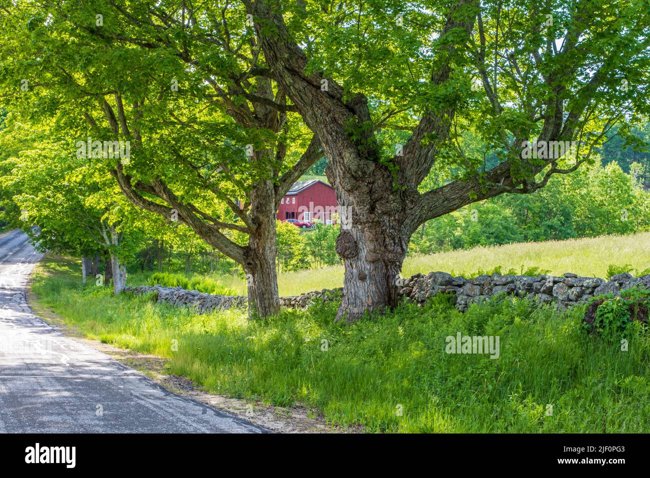 Maple trees along side a country road Stock Photo
