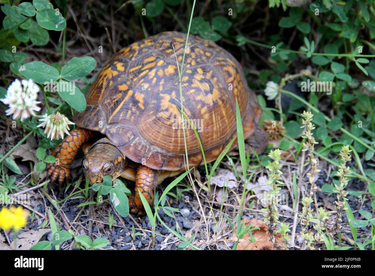 Eastern box turtle, aka land turtle, in the grass, seen in Latourette