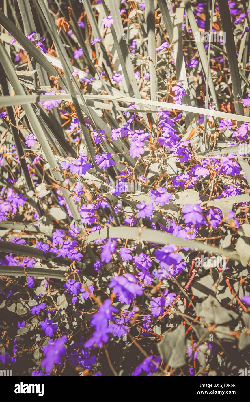 Small purple Australian native wild flowers holly-leaved hovea or Hovea chorizemifolia in the bush Stock Photo