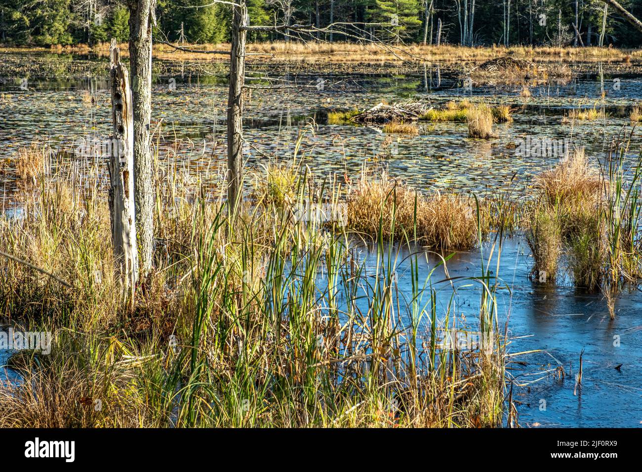 A wetland in Petersham, Massachusetts Stock Photo
