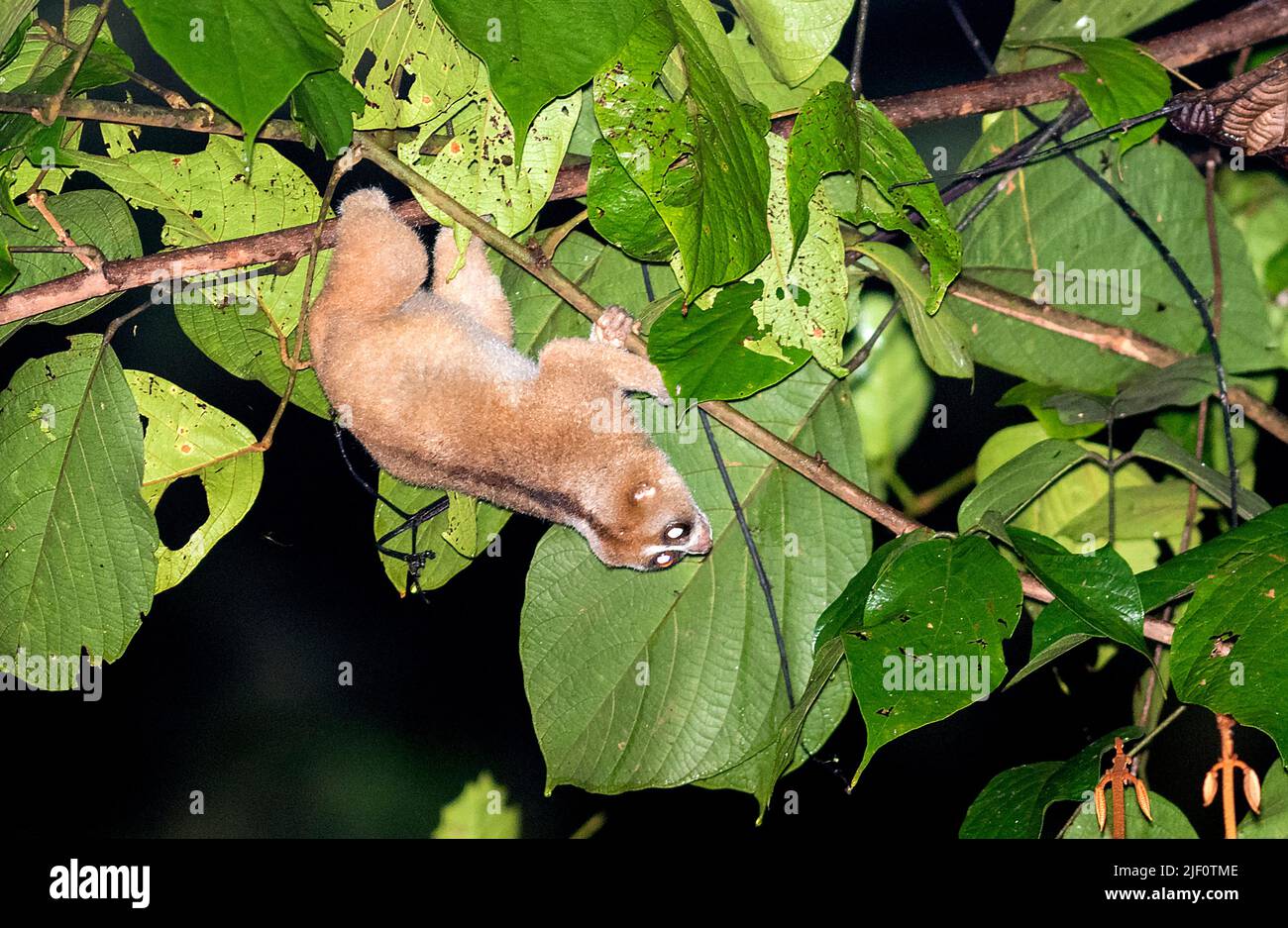 Philippine slow loris (Nycticebus menagensis) from Deramakot Forest Reserve, Sabah, Borneo. Stock Photo