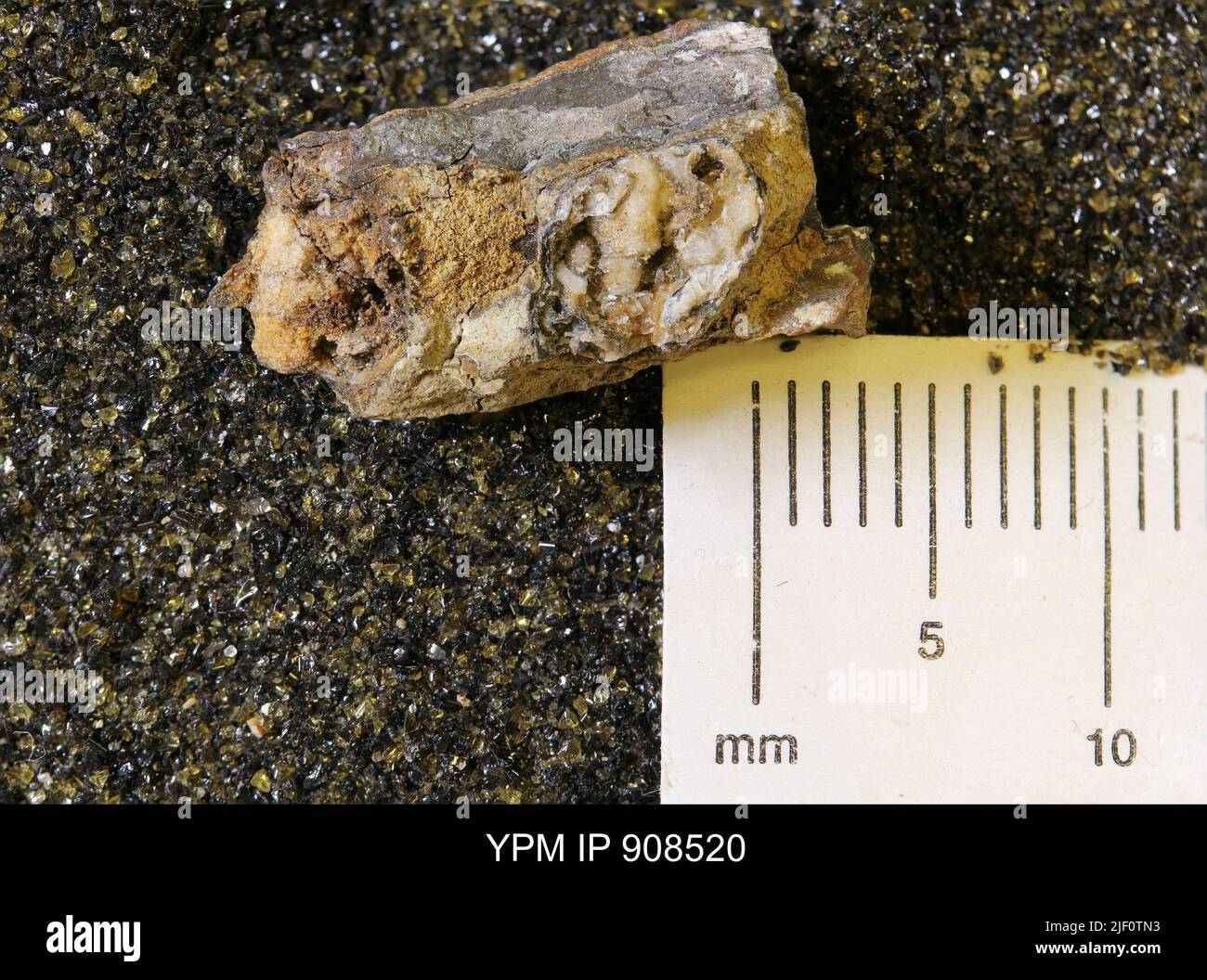 Bivalve bore hi-res stock photography and images - Alamy