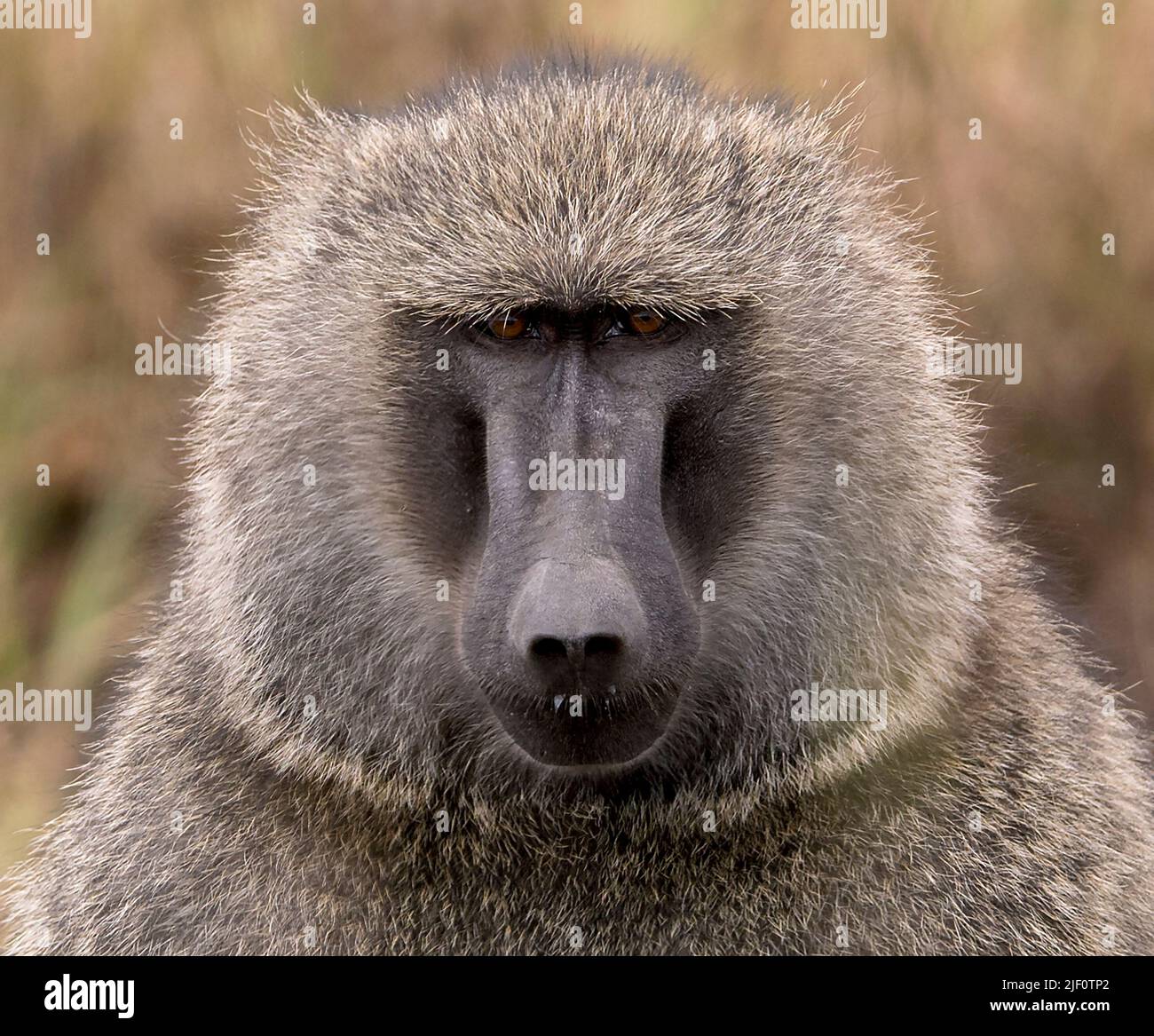 Baboon Fake Id