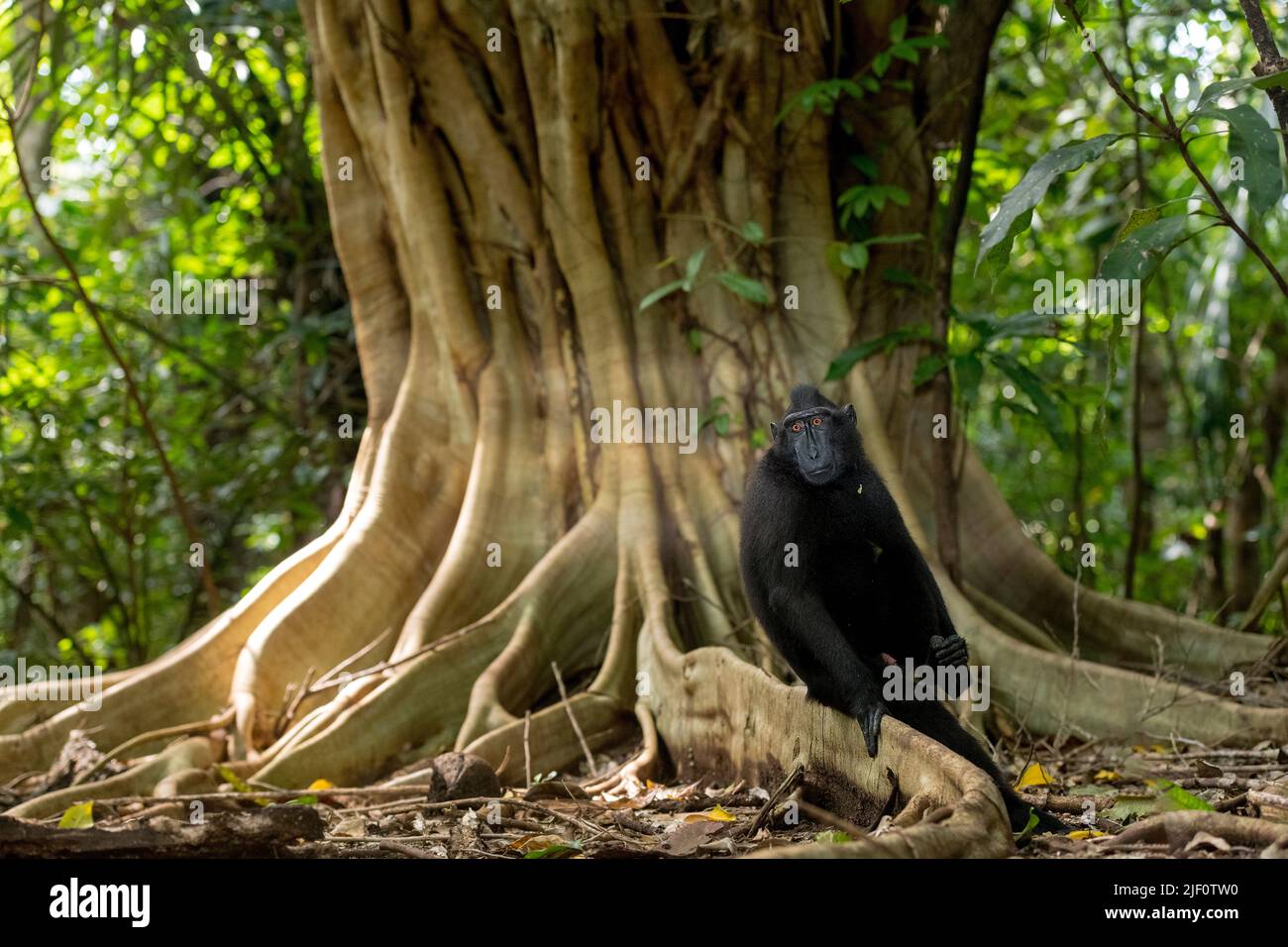 Crested Black Macaques (Macaca nigra) resting at a fig tree (Ficus variegata) in Tangkoko Nature Reserve, northern Sulawesi, Indonesia. Stock Photo
