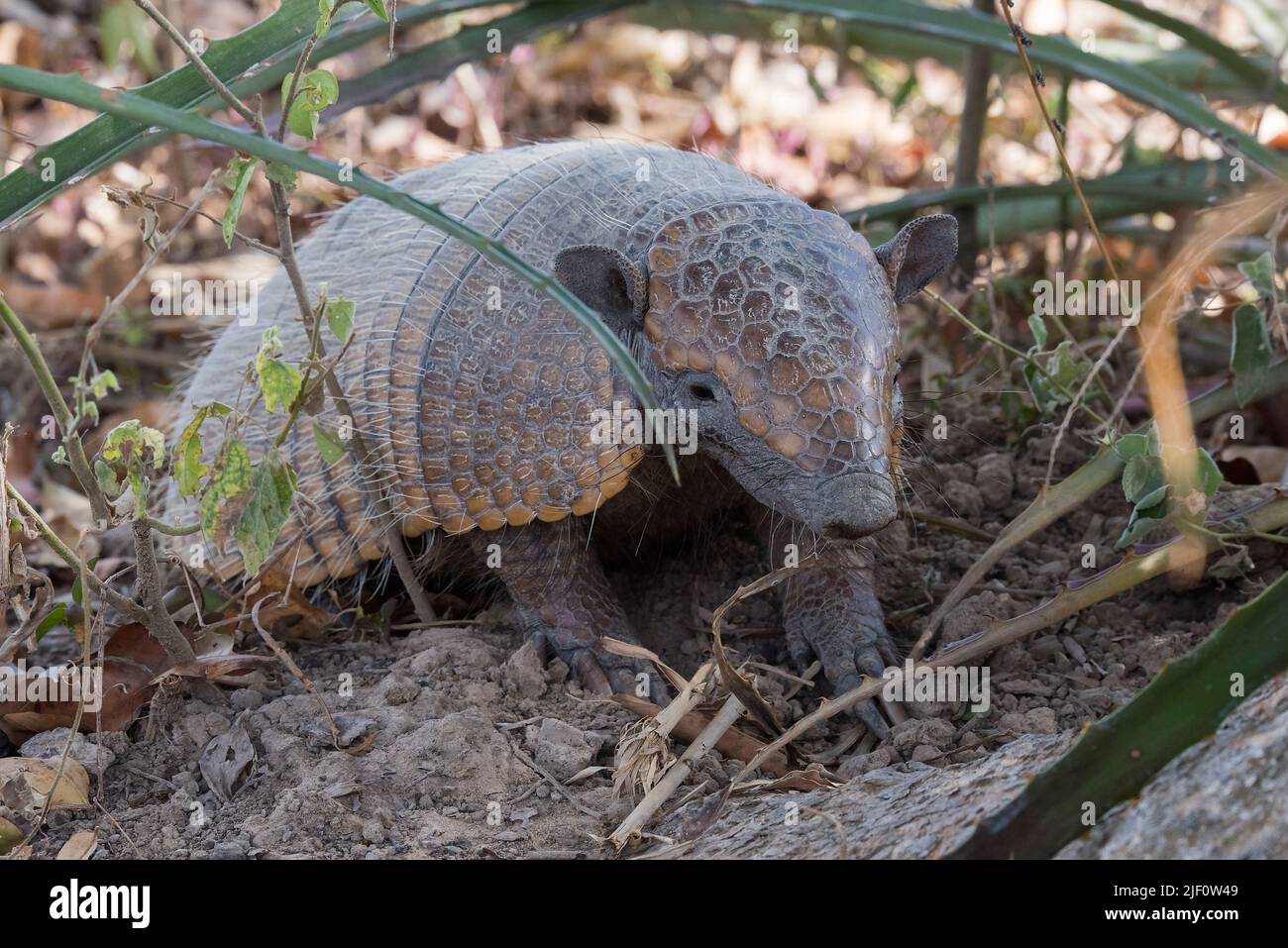 Pantanal armadillos hires stock photography and images Alamy