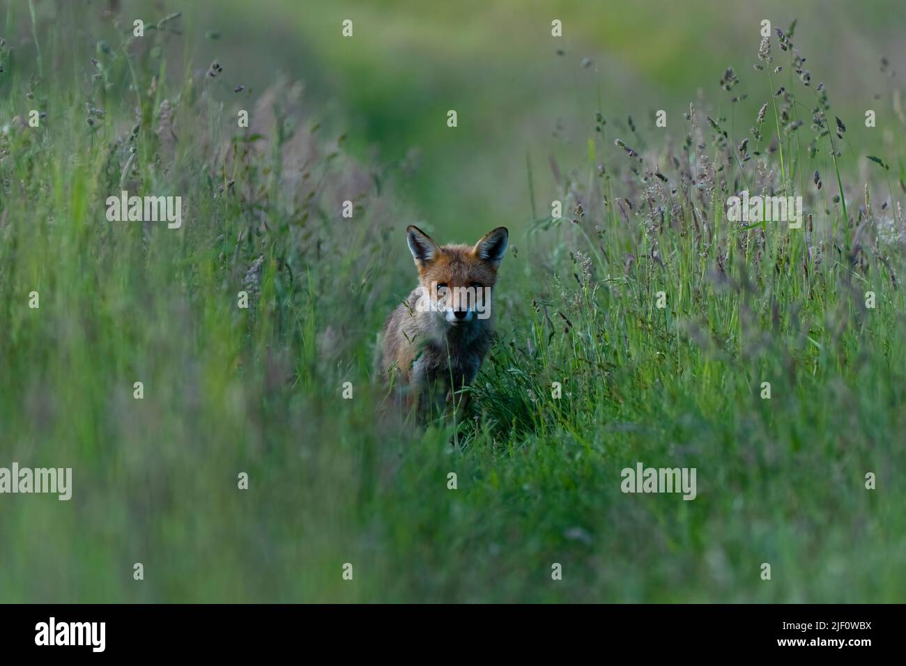 Fox cub-Vulpes vulpes. Stock Photo