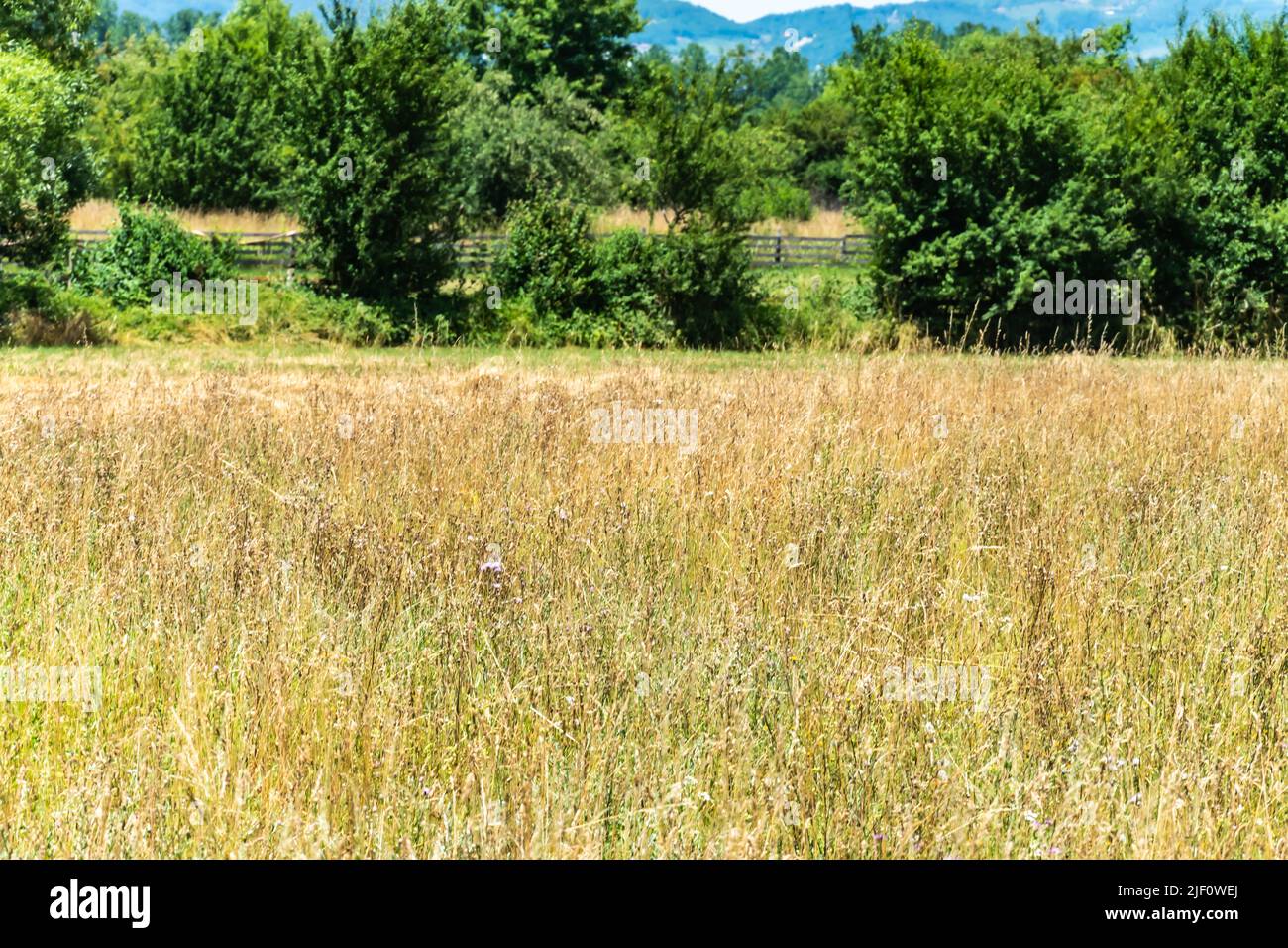 Countryside landscape cereal crop field hi-res stock photography and ...