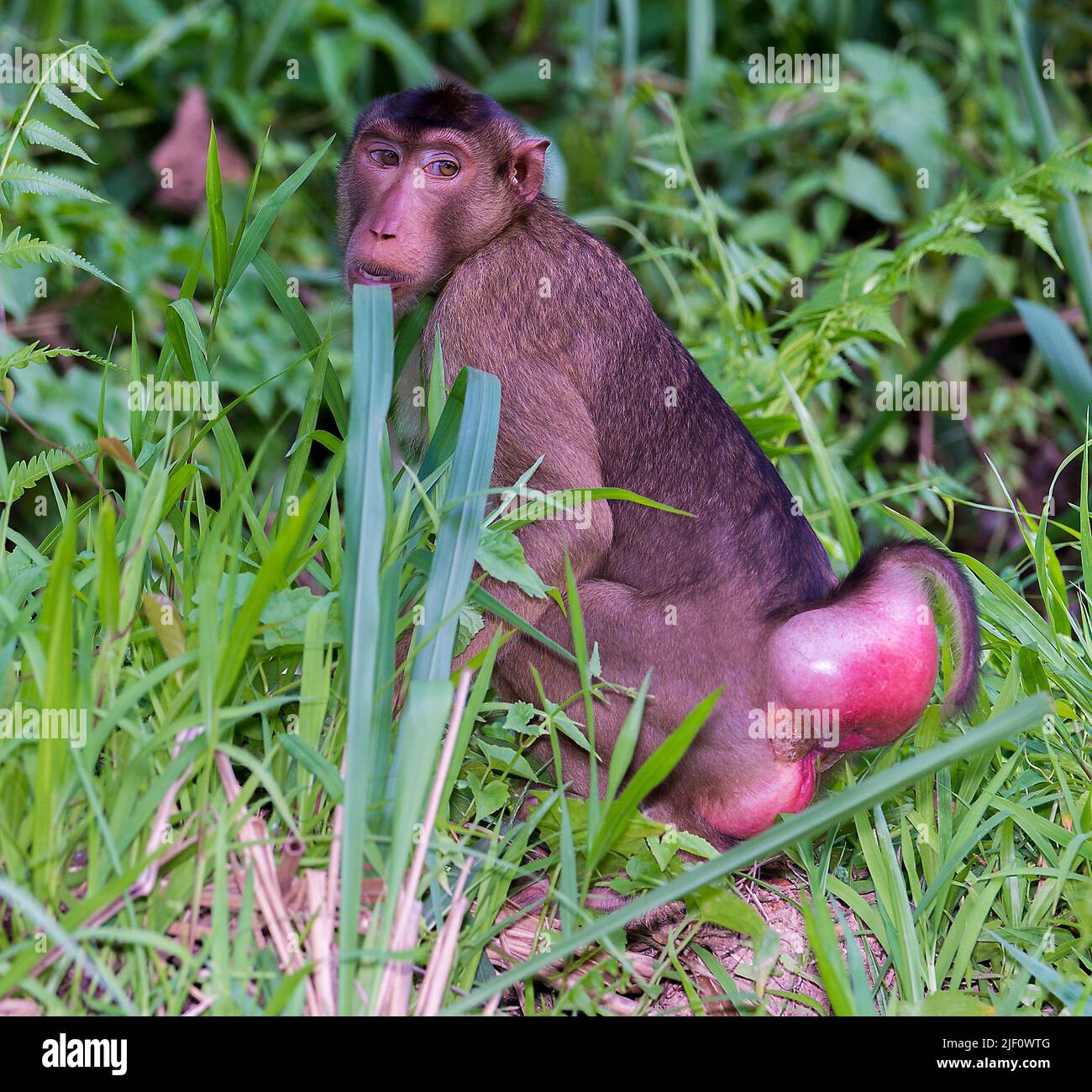 Petit Singe Nommé En Référence à Des Religieux Signales hi-res stock photography and images - Alamy