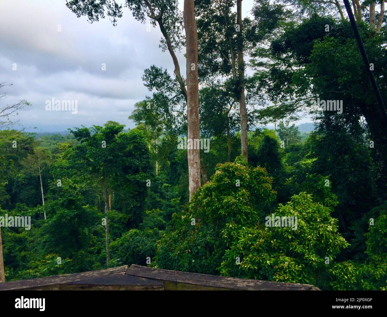 Ghana kakum forest hi-res stock photography and images - Alamy