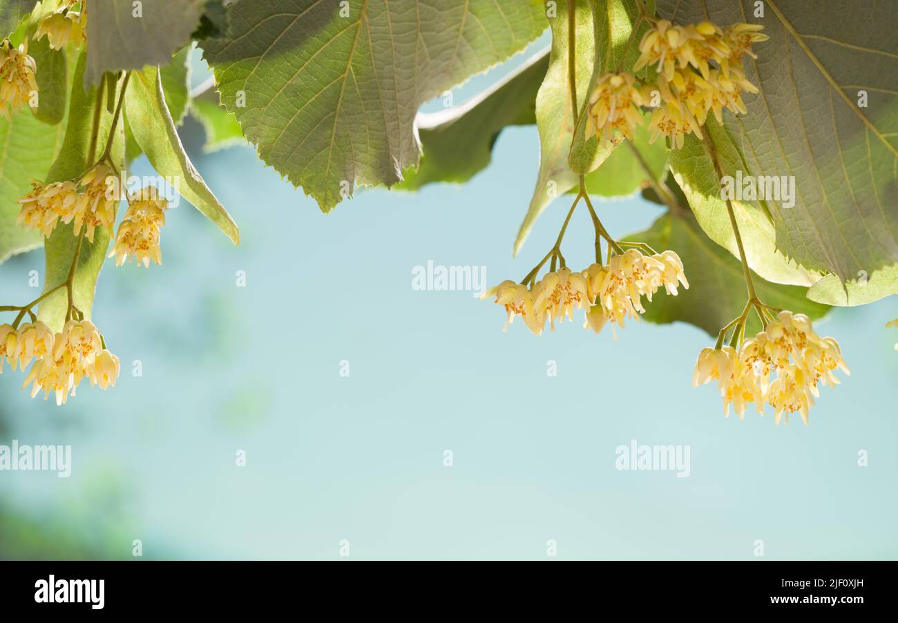 Closeup shot of linden flower. Summer tree flowers. Linden flowers
