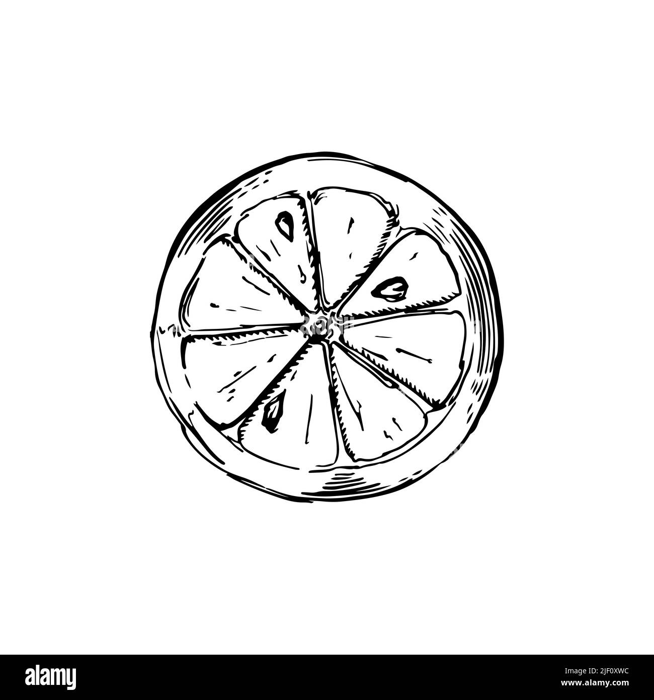 Sliced piece of lemon sketch in classic engraving style isolated on white Stock Vector