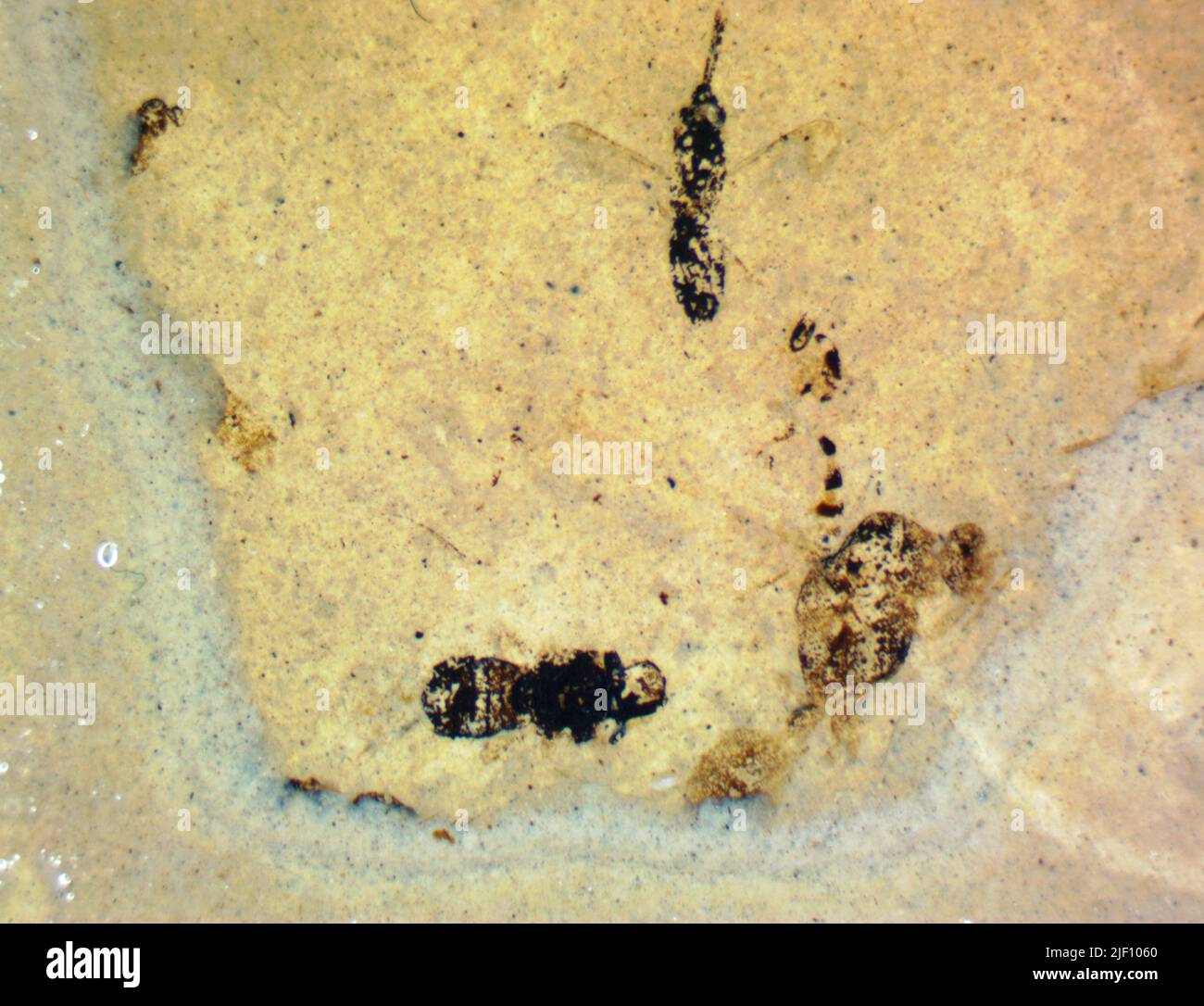 Hymenoptera suborder hi-res stock photography and images - Alamy