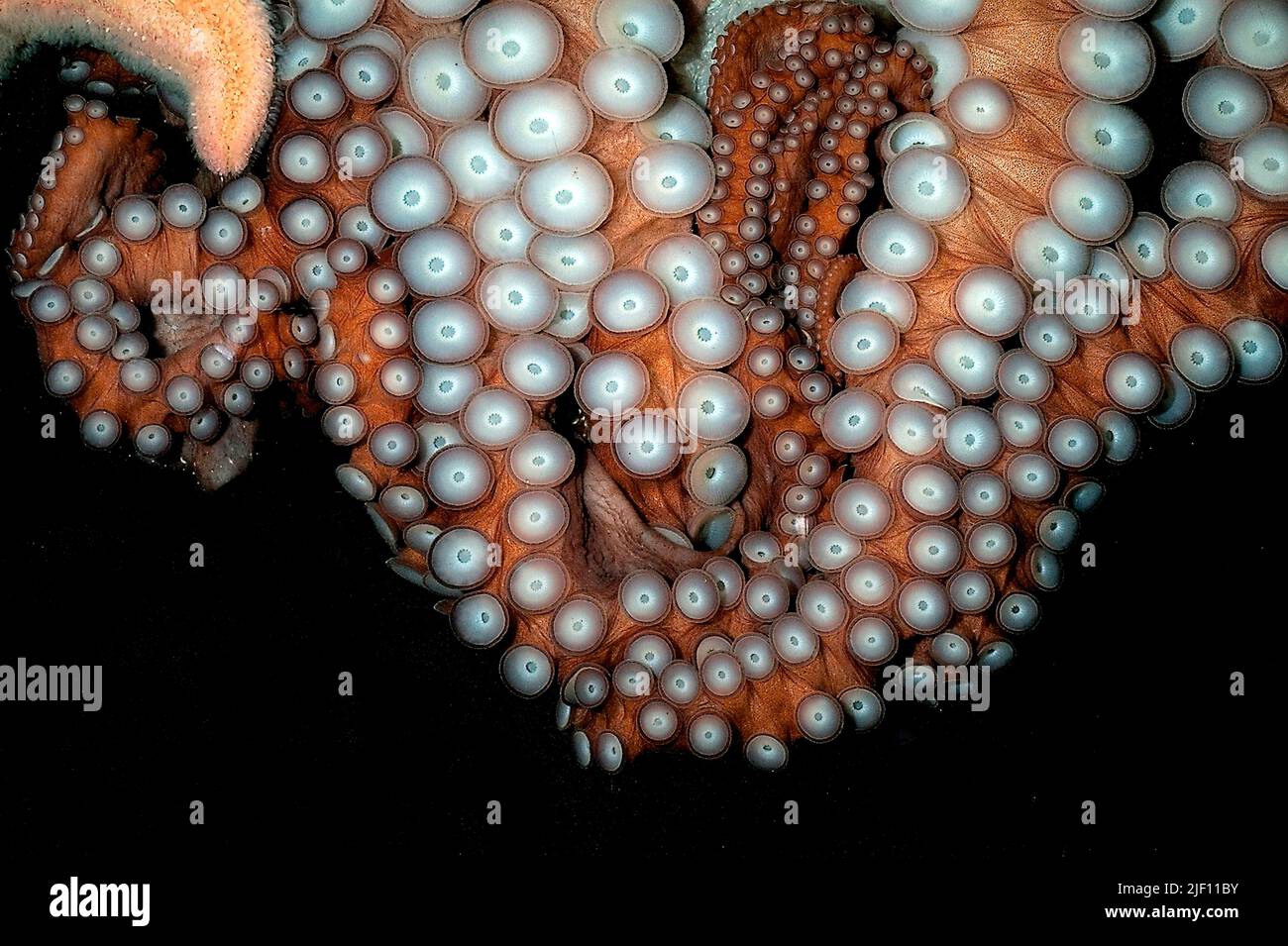 Suction Cups Of A Big Octopus Sp. Aquariumphoto Stock Photo - Alamy