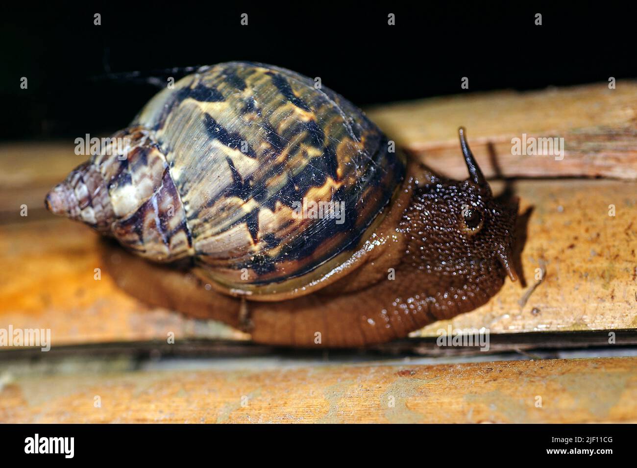Unidentified terrestrial gastropod (snail) from the rainforest of La Selva, Ecuador. Stock Photo