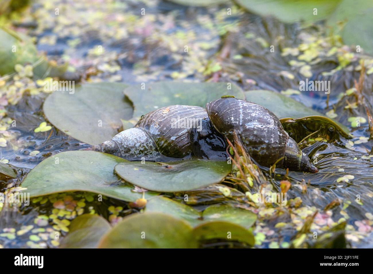 Pond snail lymnaeidae hires stock photography and images Alamy